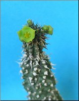 Echidnopsis chrysantha